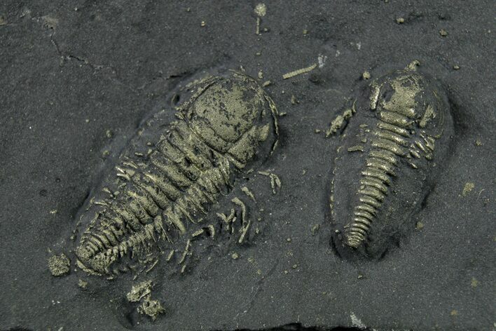 Two Pyritized Triarthrus Trilobites with Appendages - New York #383766